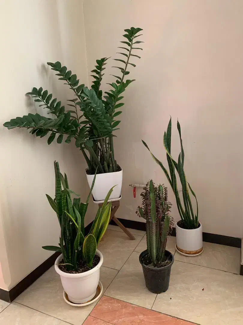 گل و گیاه|گل و گیاه طبیعی|شاهینشهر, مخابرات (شهید بهشتی)|دیوار