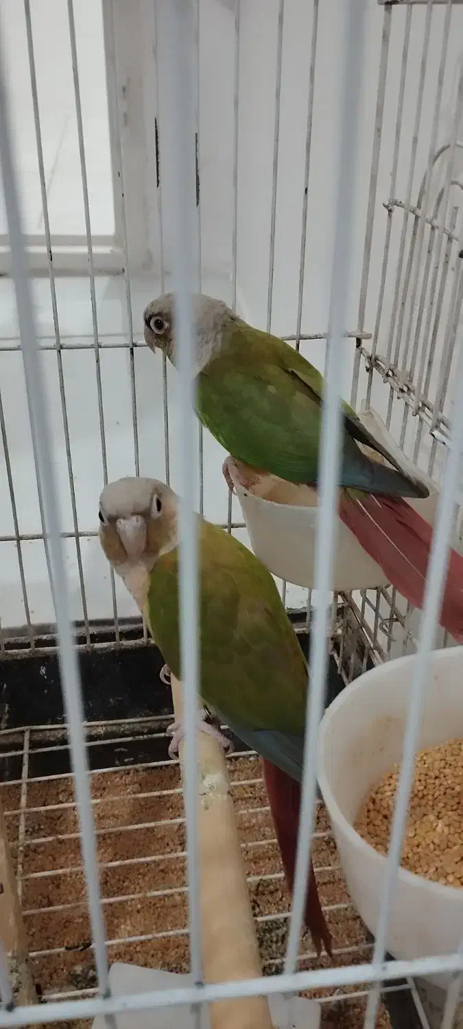 طوطی گرینچیک|پرنده|تاکستان, |دیوار