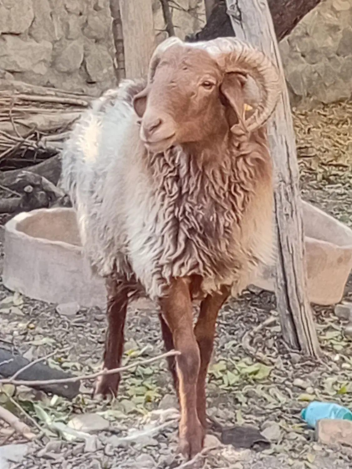 شیشک دورگ چینی|حیوانات مزرعه|رابر, |دیوار