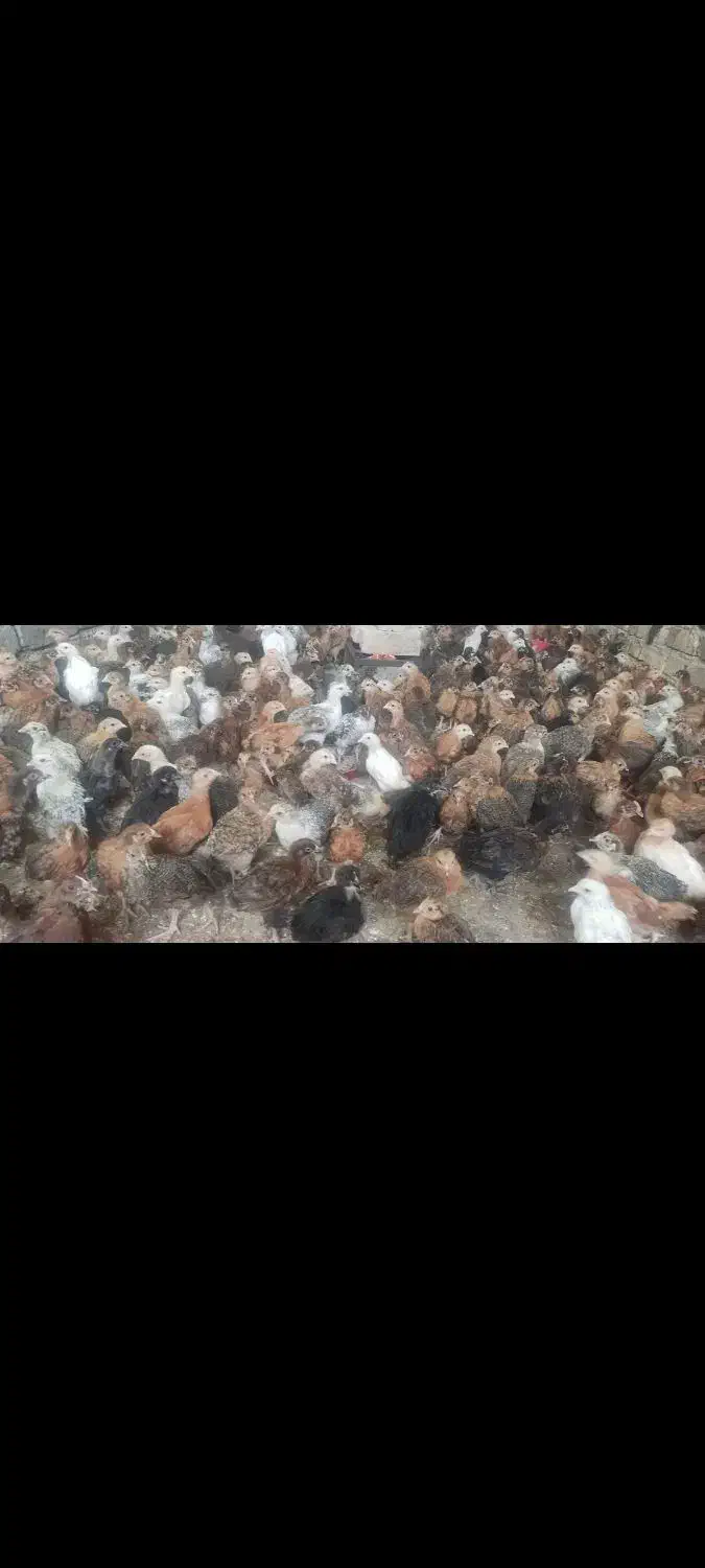 جوجه مرغ محلی|حیوانات مزرعه|کازرون, |دیوار