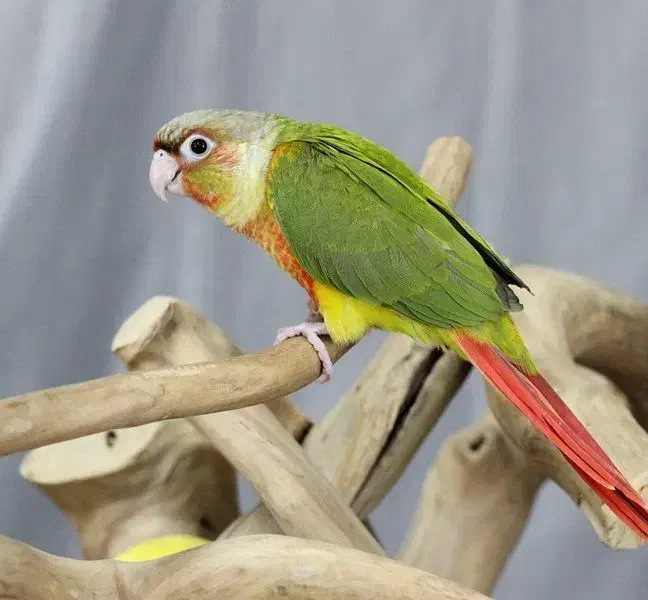 طوطی گمشده|پرنده|تربت جام, تیپ ۳۸ زرهی تربت جام|دیوار