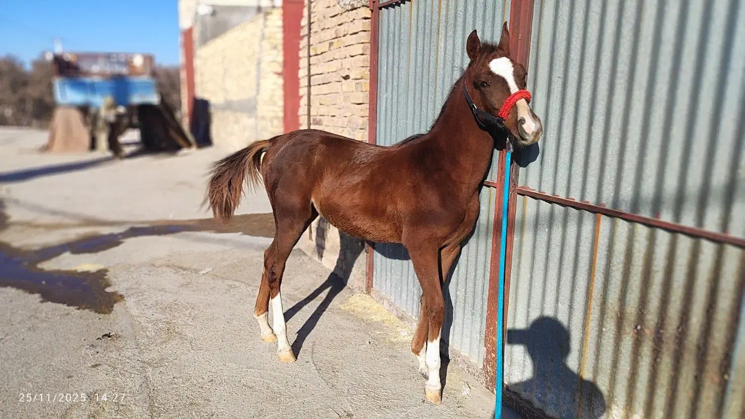 اسب|اسب و تجهیزات اسب‌سواری|اردکان, |دیوار