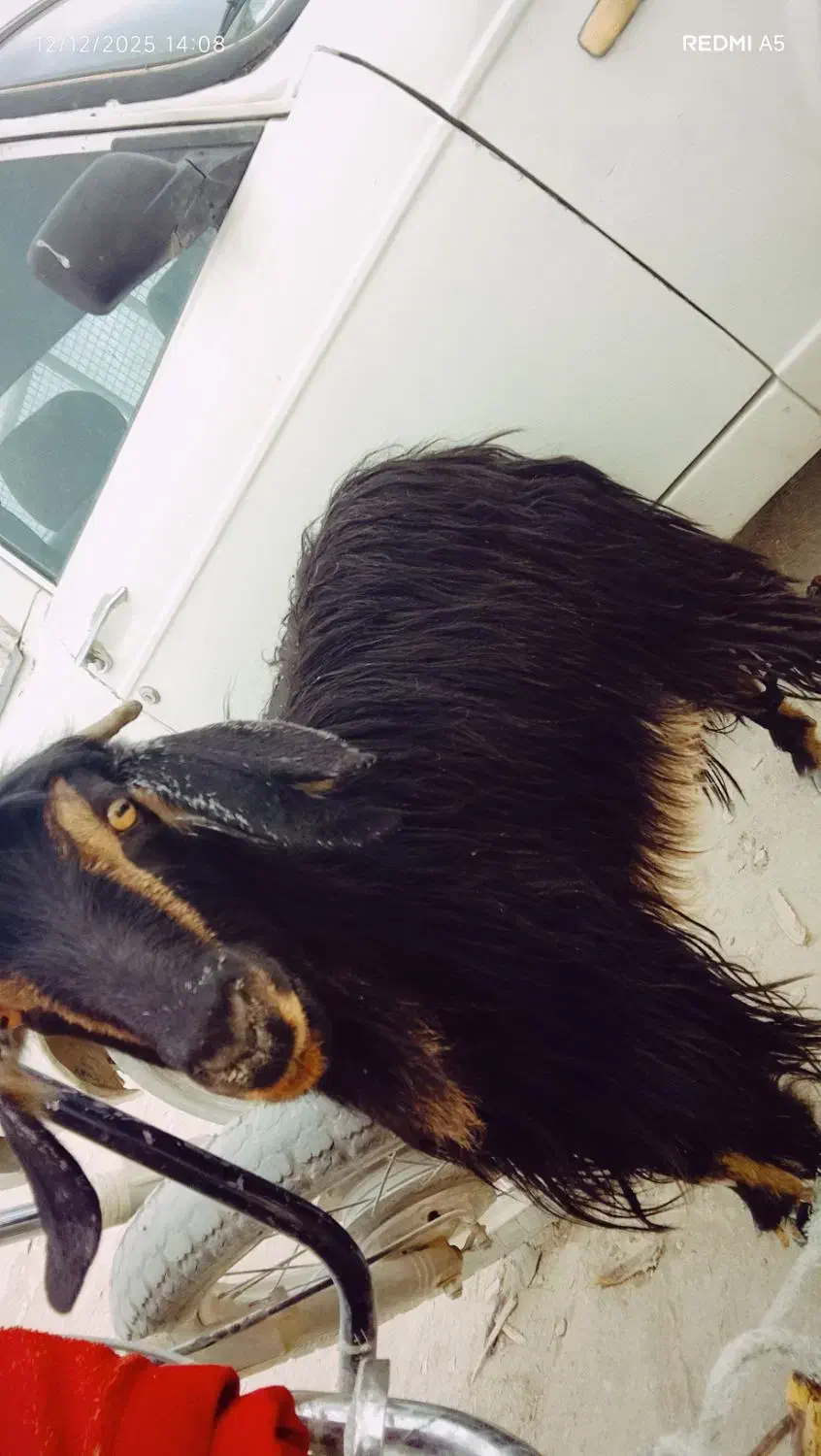 گوسفند|حیوانات مزرعه|سراوان, |دیوار