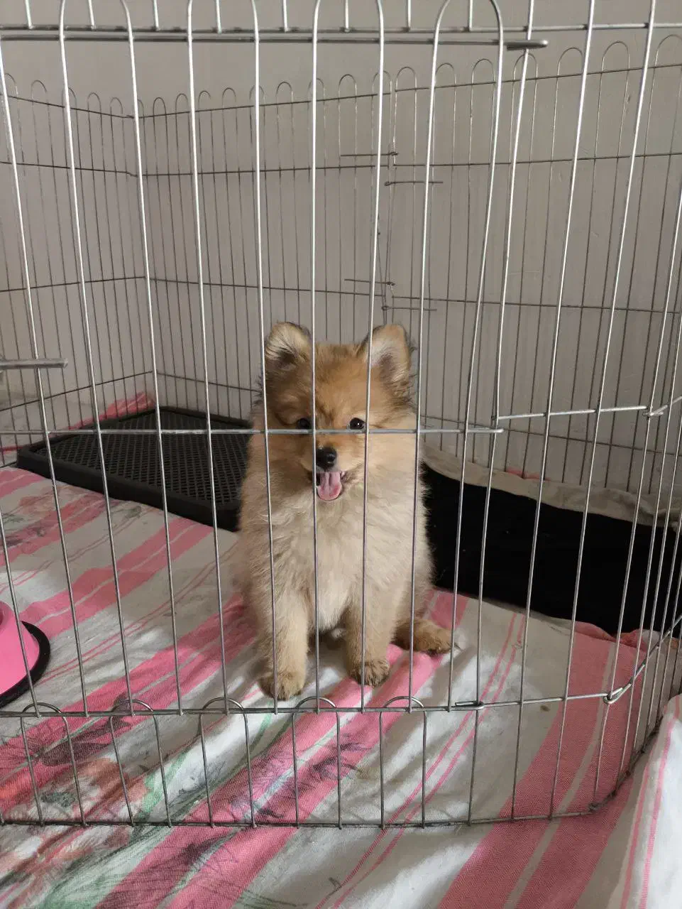 پامرانین خرسی|سگ|کرمانشاه, |دیوار