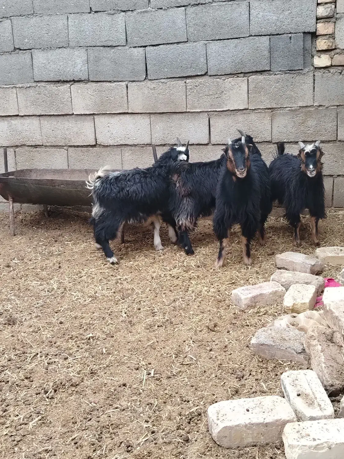 بزغاله شیری بره|حیوانات مزرعه|نجفآباد, حومه نجف آباد|دیوار