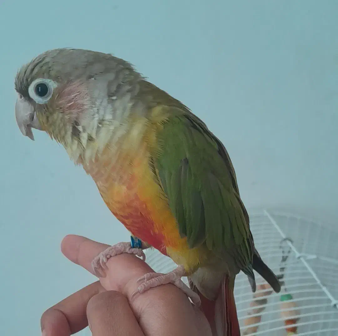 طوطی گرینچیک|پرنده|زرند, |دیوار