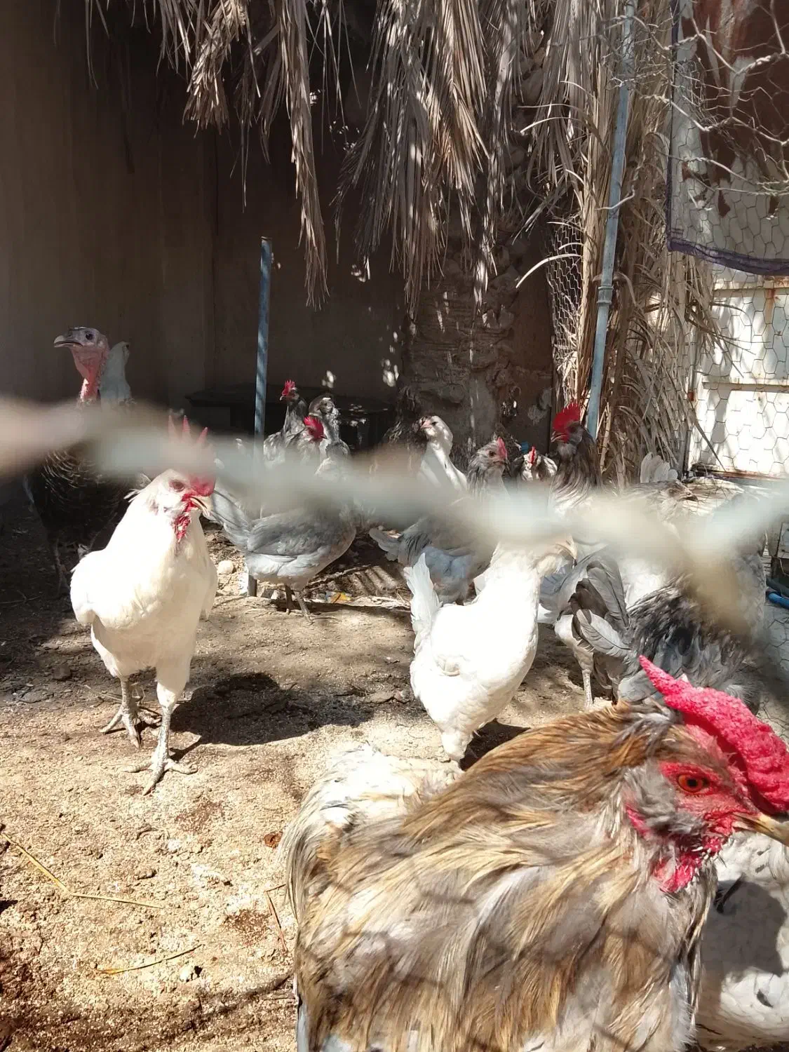 گلین ترکی در اهرم|حیوانات مزرعه|اهرم, |دیوار