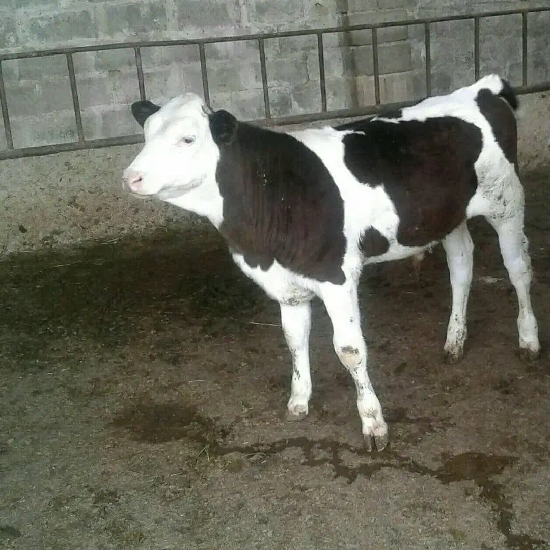 گوساله پرواری|حیوانات مزرعه|پاسارگاد, |دیوار