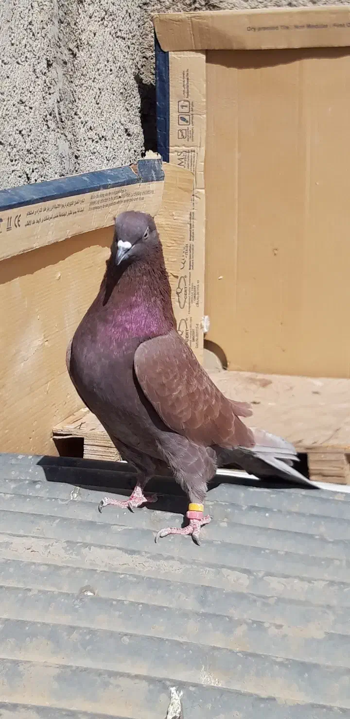 ۴طوق کبوتر اصیل یکجای ۱۵۰۰ مقطوع|پرنده|هشتگرد, شهرک اداری|دیوار