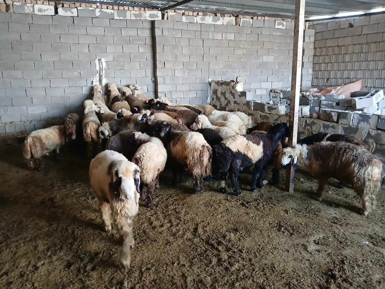۳۰عدد بره چاق درجه یک|حیوانات مزرعه|دهدشت, |دیوار