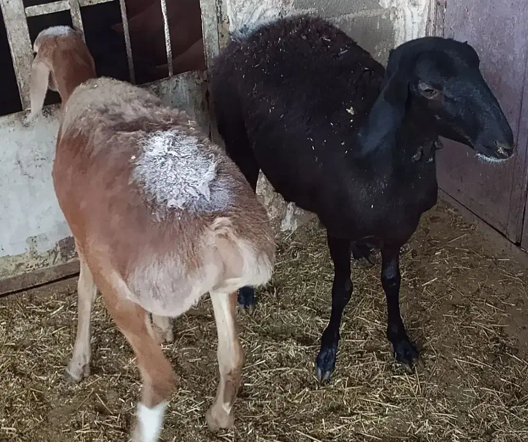 بره قوچ چینی با دو بره ماده چینی|حیوانات مزرعه|دهدشت, |دیوار