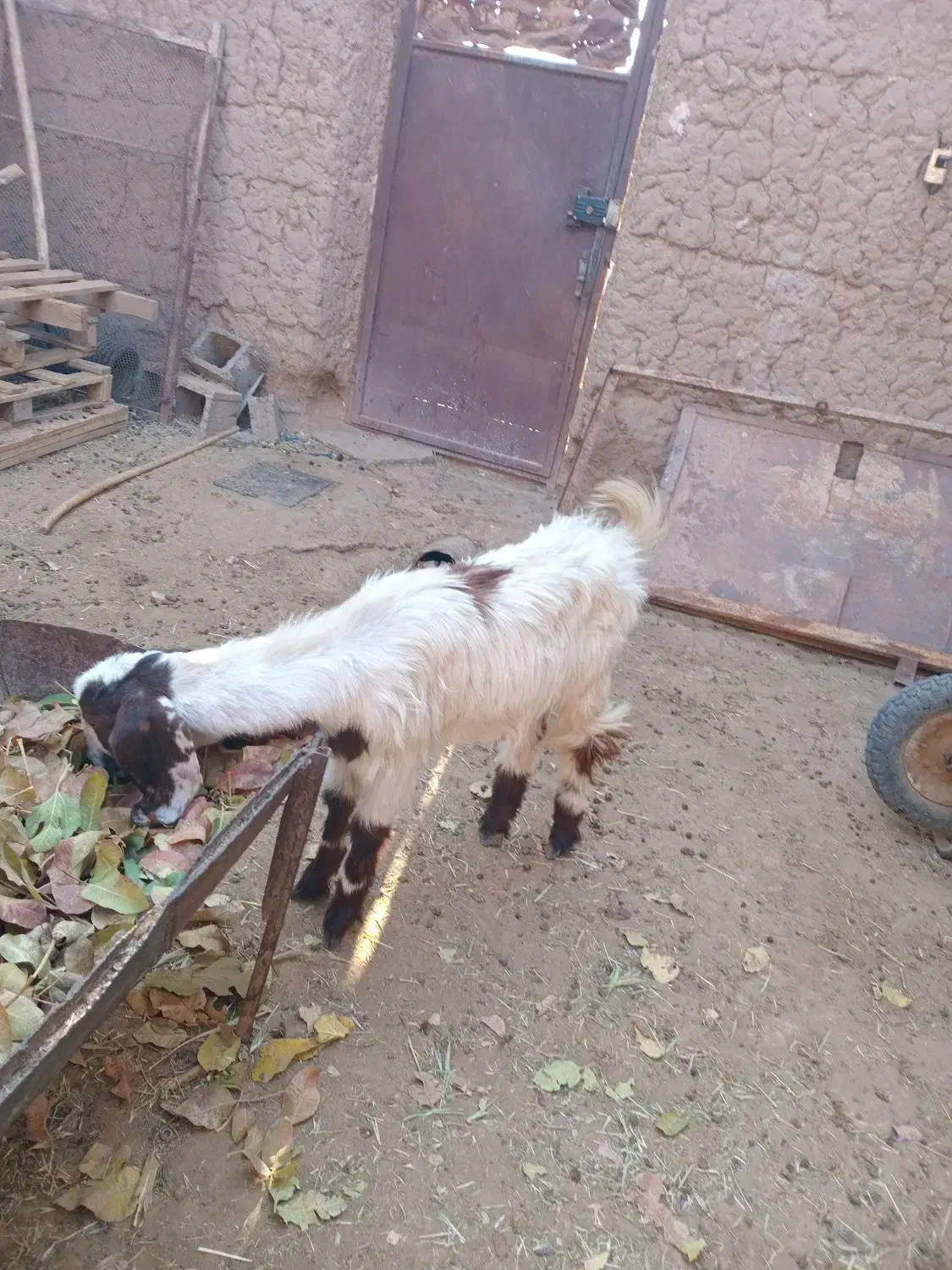 بزغاله ماده تازه تکه خورده|حیوانات مزرعه|خواف, |دیوار