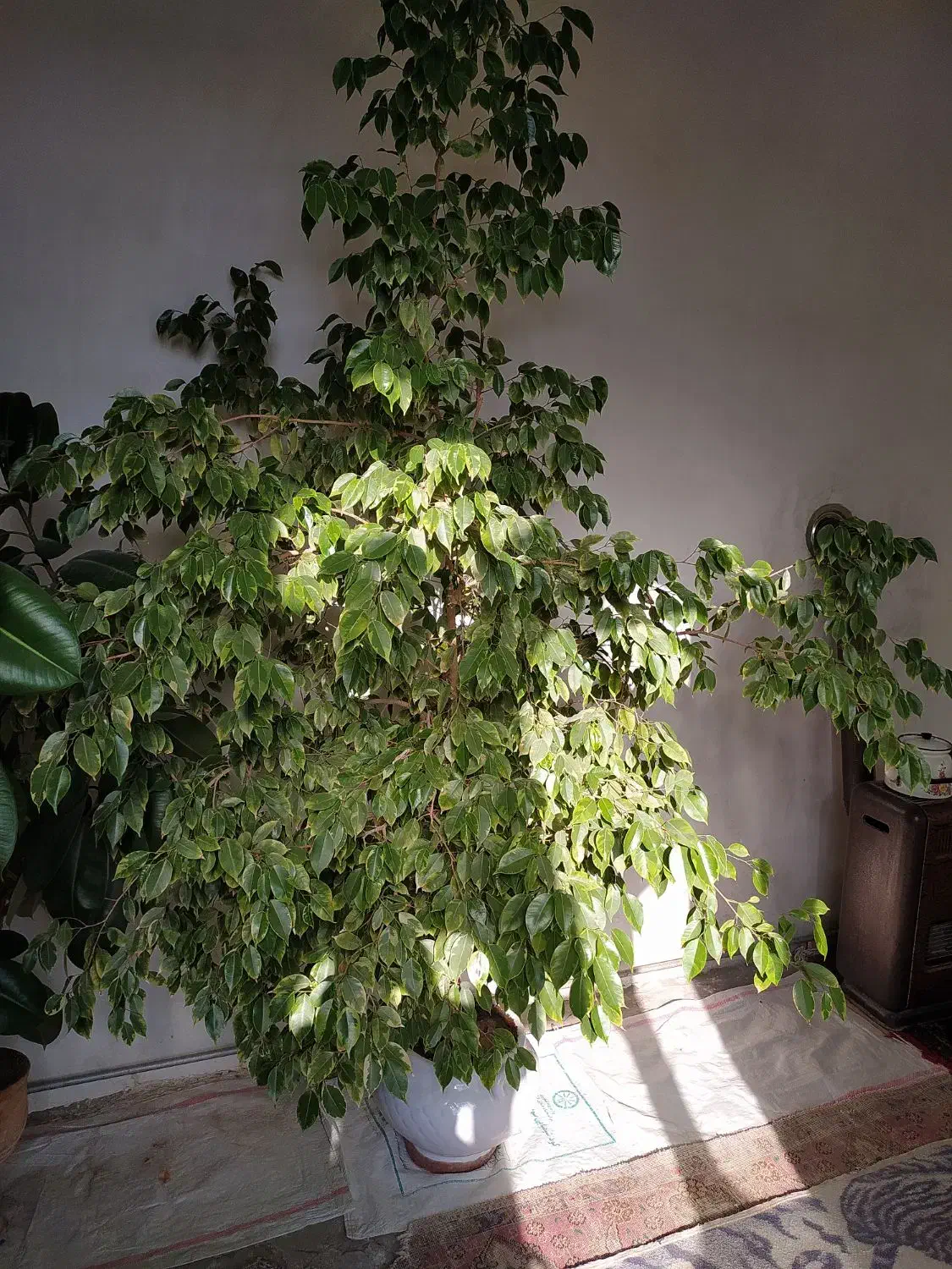 فروش گل بنجامین و فیکوس|گل و گیاه طبیعی|ملکان, |دیوار