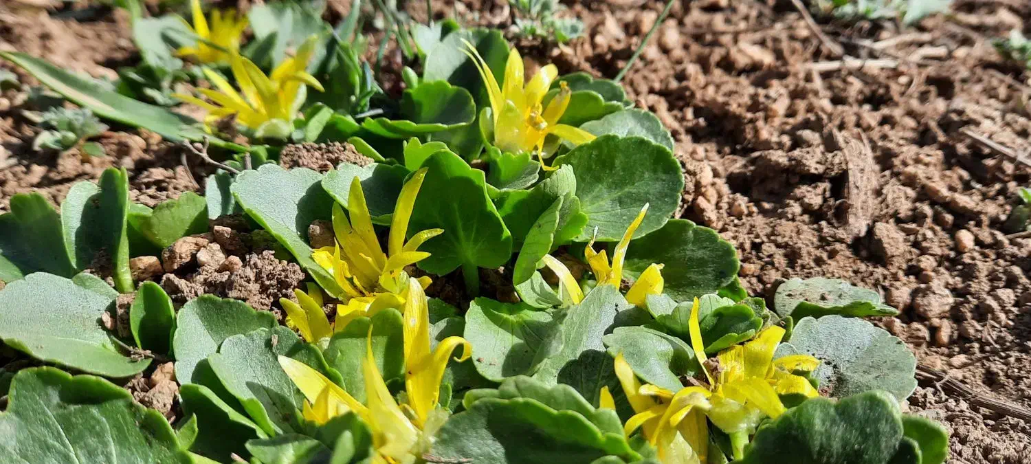 زمین کشاورزی آبی واقع در قیزکورپی|فروش زمین و ملک کلنگی|شاهین دژ, |دیوار