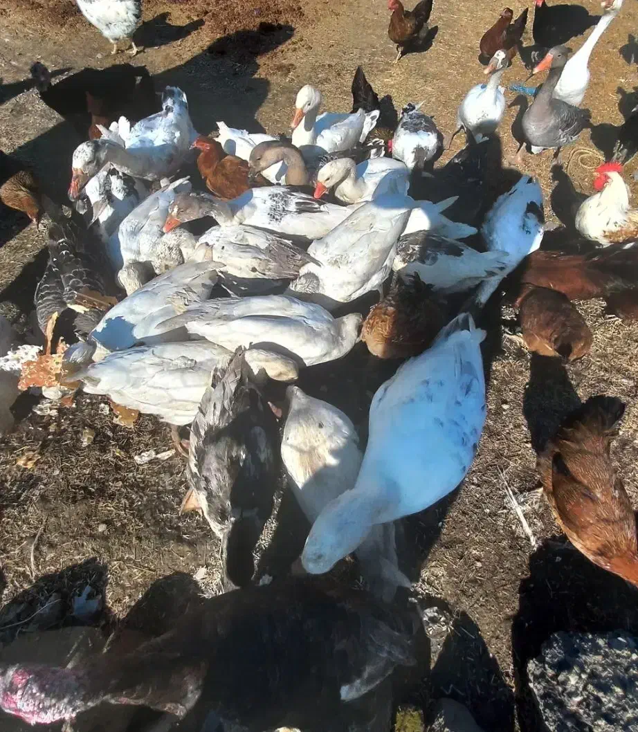 غاز|حیوانات مزرعه|بیله سوار, |دیوار