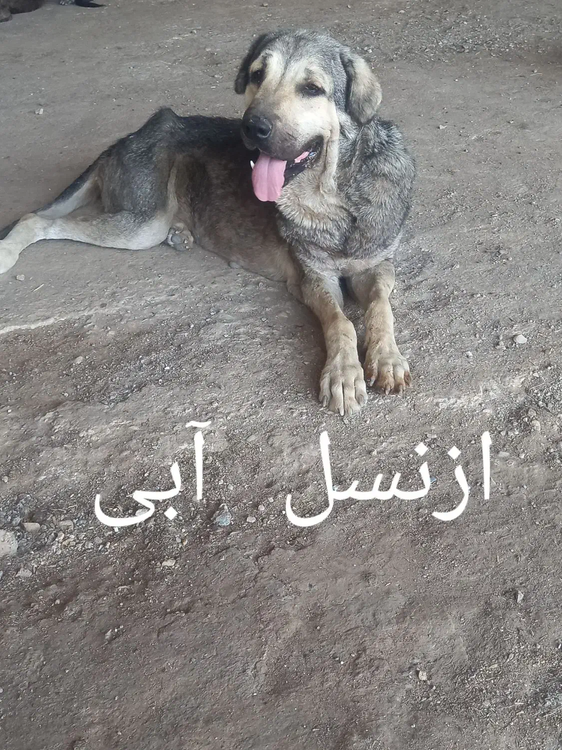 ماده عراقی از نسل آبی|سگ|تاکستان, |دیوار