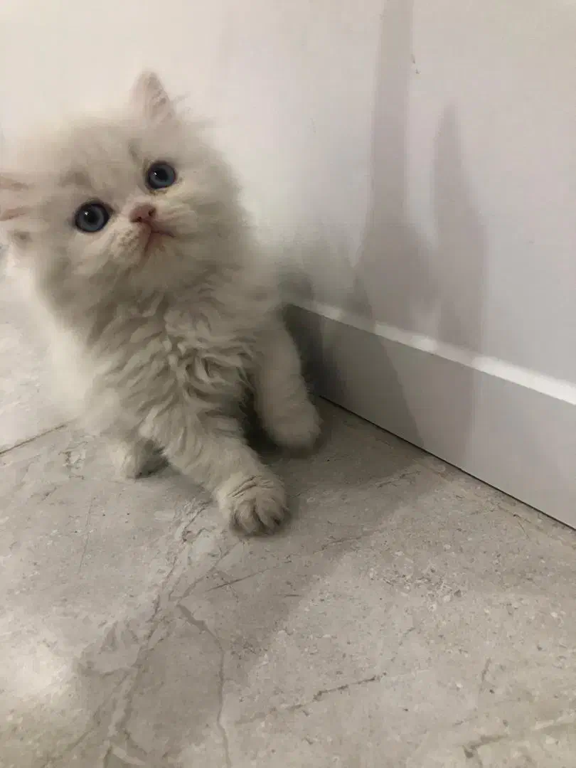 واگذاری تعدادی توله پرشین|گربه|تهران, طرشت|دیوار