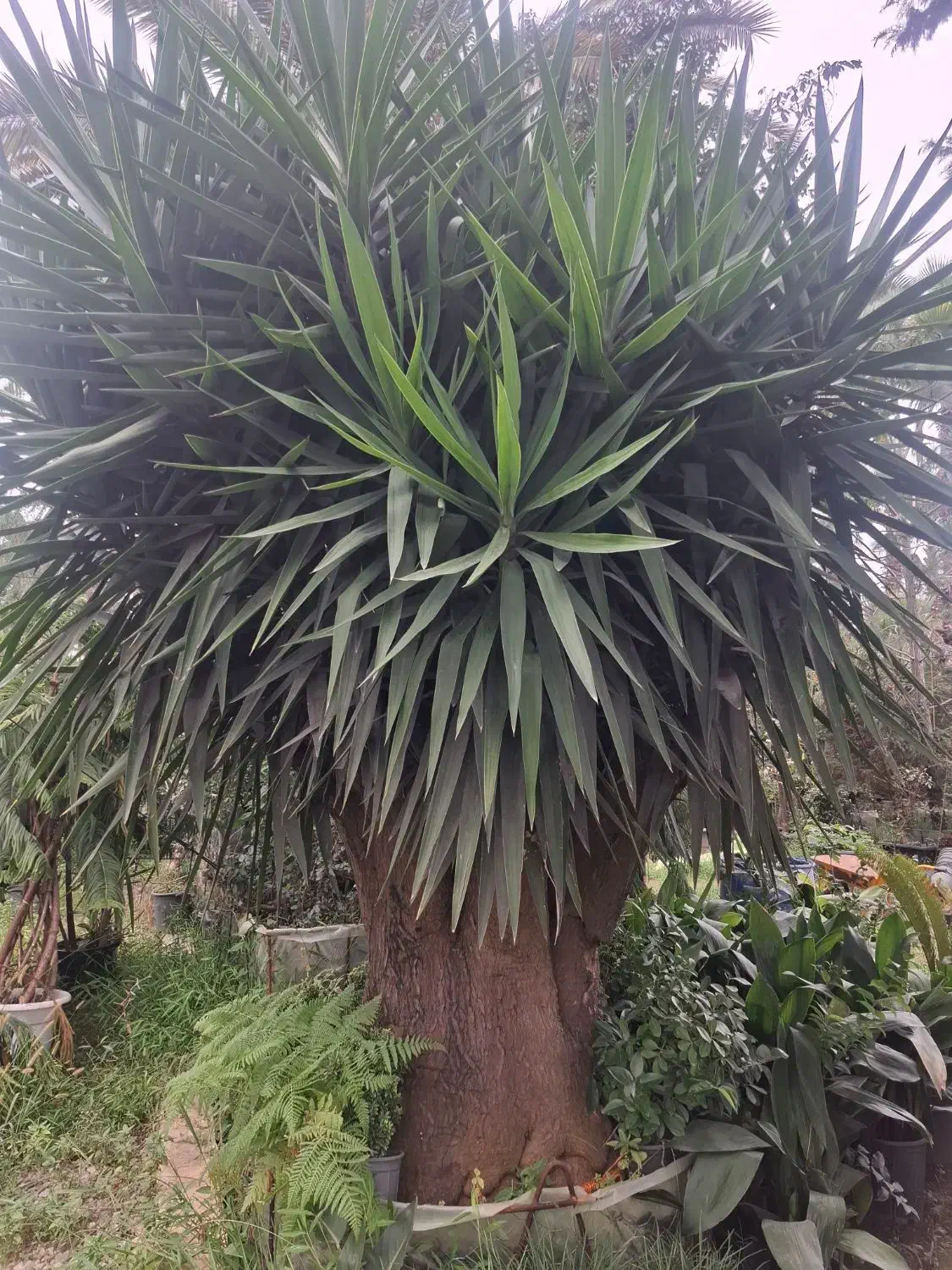 فروش پالم یوکا یاس نخل گیاهان زینتی بدون واسطه|خدمات باغبانی و درختکاری|تهران, سعادت‌آباد|دیوار