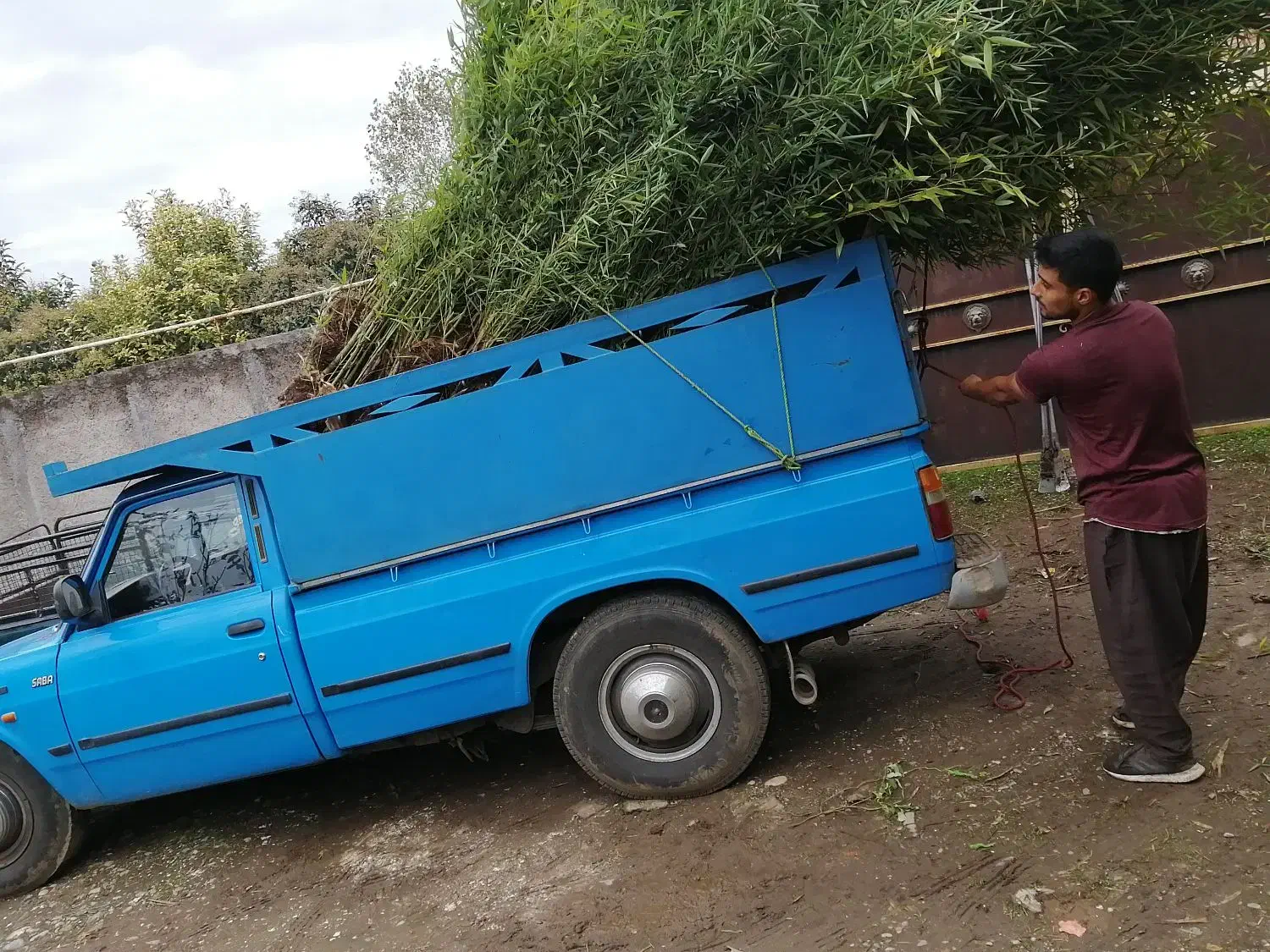فروش نی خیزران|گل و گیاه طبیعی|رودسر, |دیوار