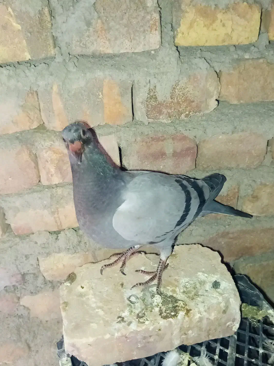 جوجه سبز فروشی|پرنده|خاش, |دیوار