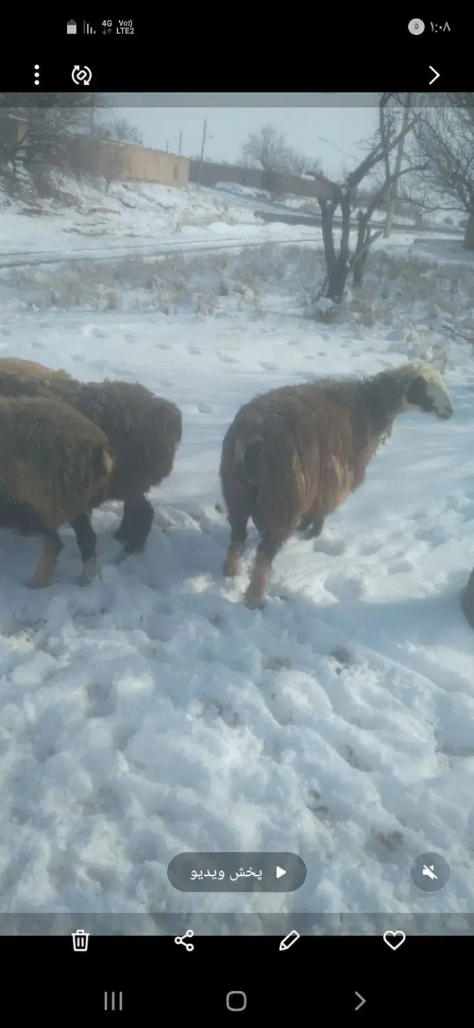میش بره دار وابستن|حیوانات مزرعه|وردشت, |دیوار