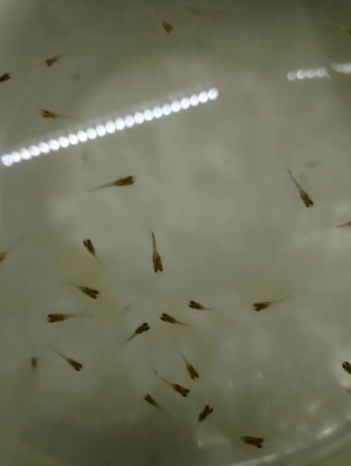 بچه ماهی گوپی بفروش میرسد|ماهی|چناران, |دیوار