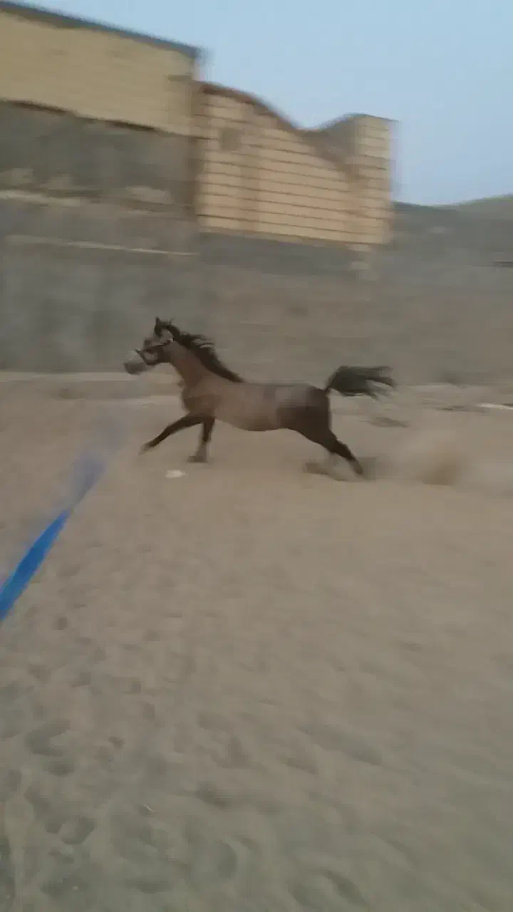 سالار کری نریون کردتاییدیه دار|اسب و تجهیزات اسبسواری|اصفهان, حصه شمالی|دیوار