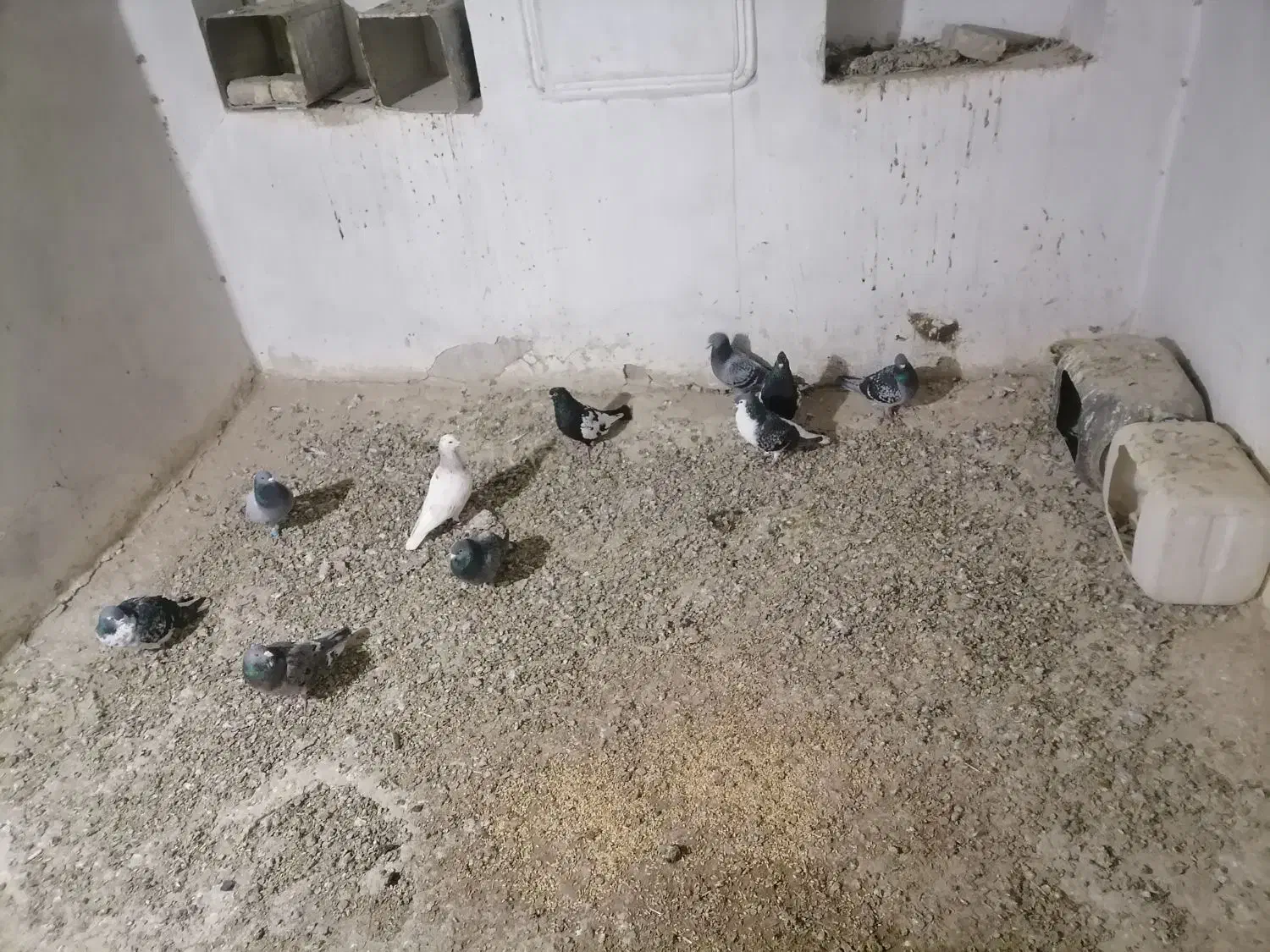 پرنده|پرنده|نیشابور, میدون بار|دیوار