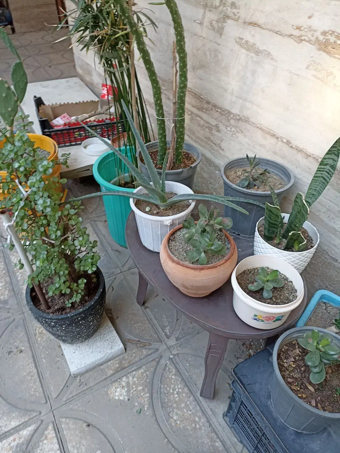 گل طبیعی باگلدان|گل و گیاه طبیعی|کرج, شهرک دریا|دیوار