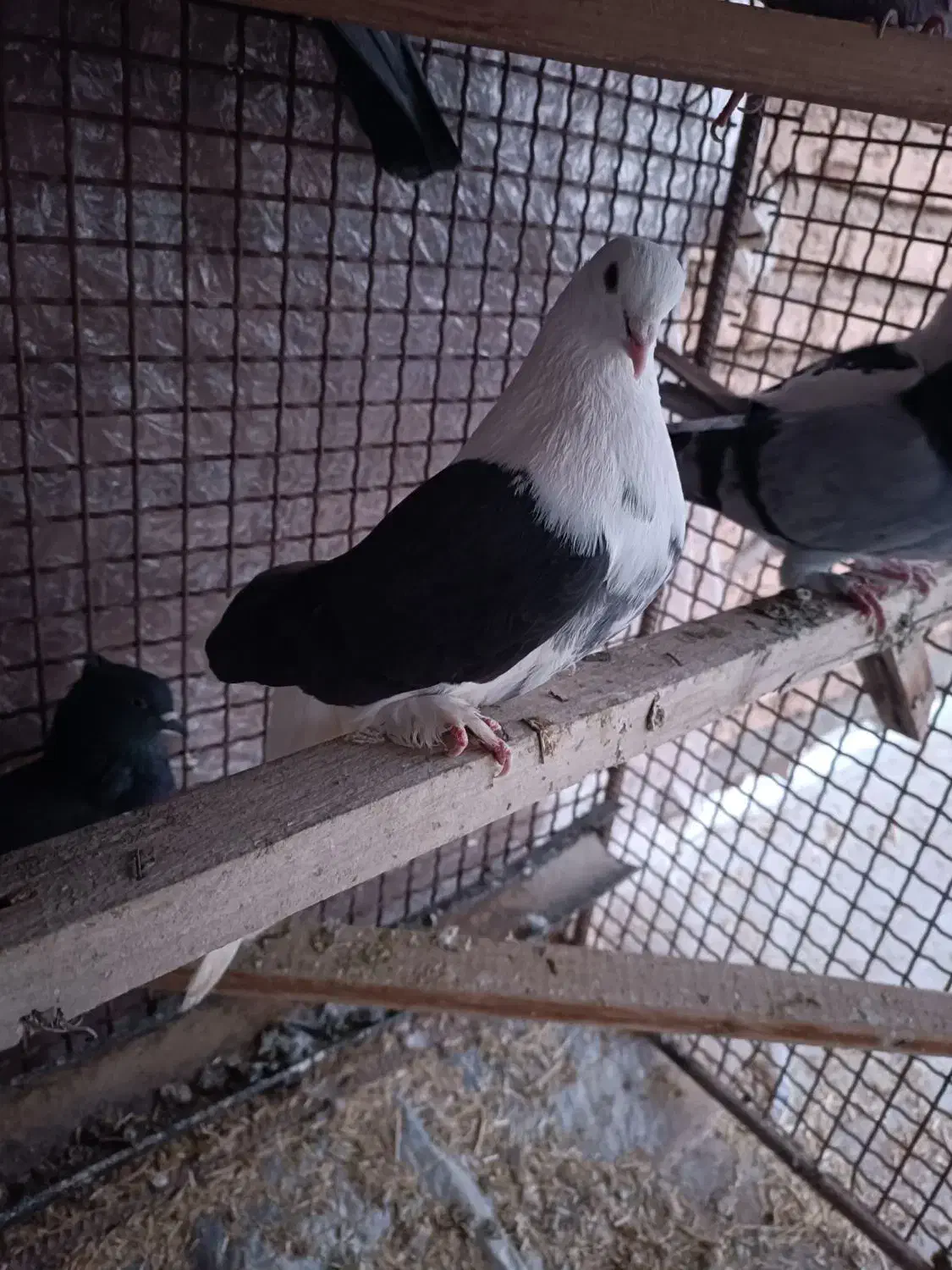 کبوتر|پرنده|کیار, |دیوار