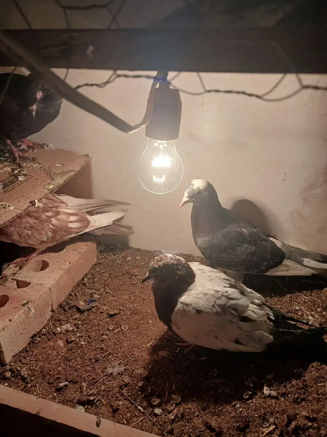 با سلام ۴هار عدد کفتر|پرنده|اهر, |دیوار