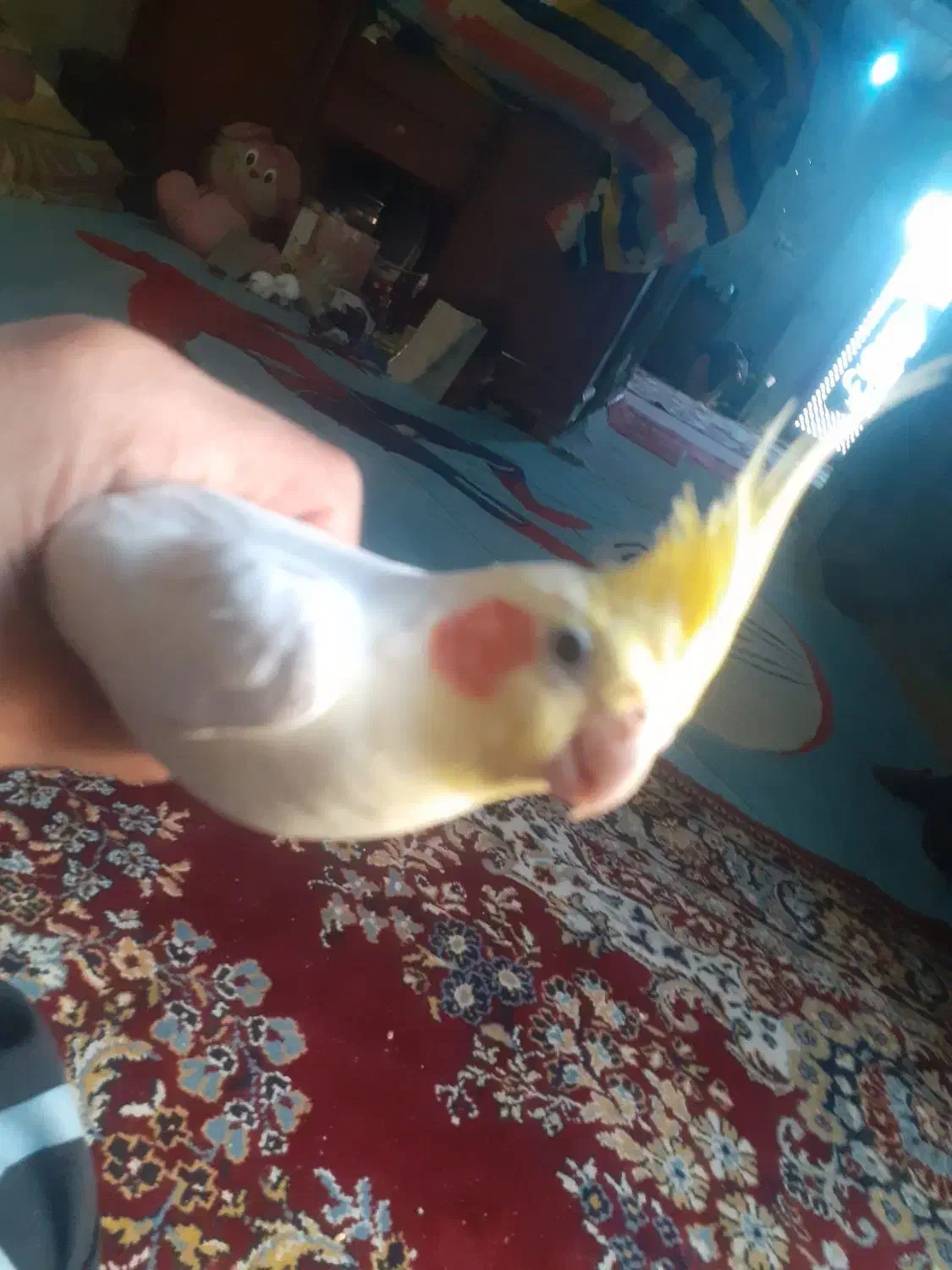 عروس هلندی نر|پرنده|بندر امام خمینی, |دیوار