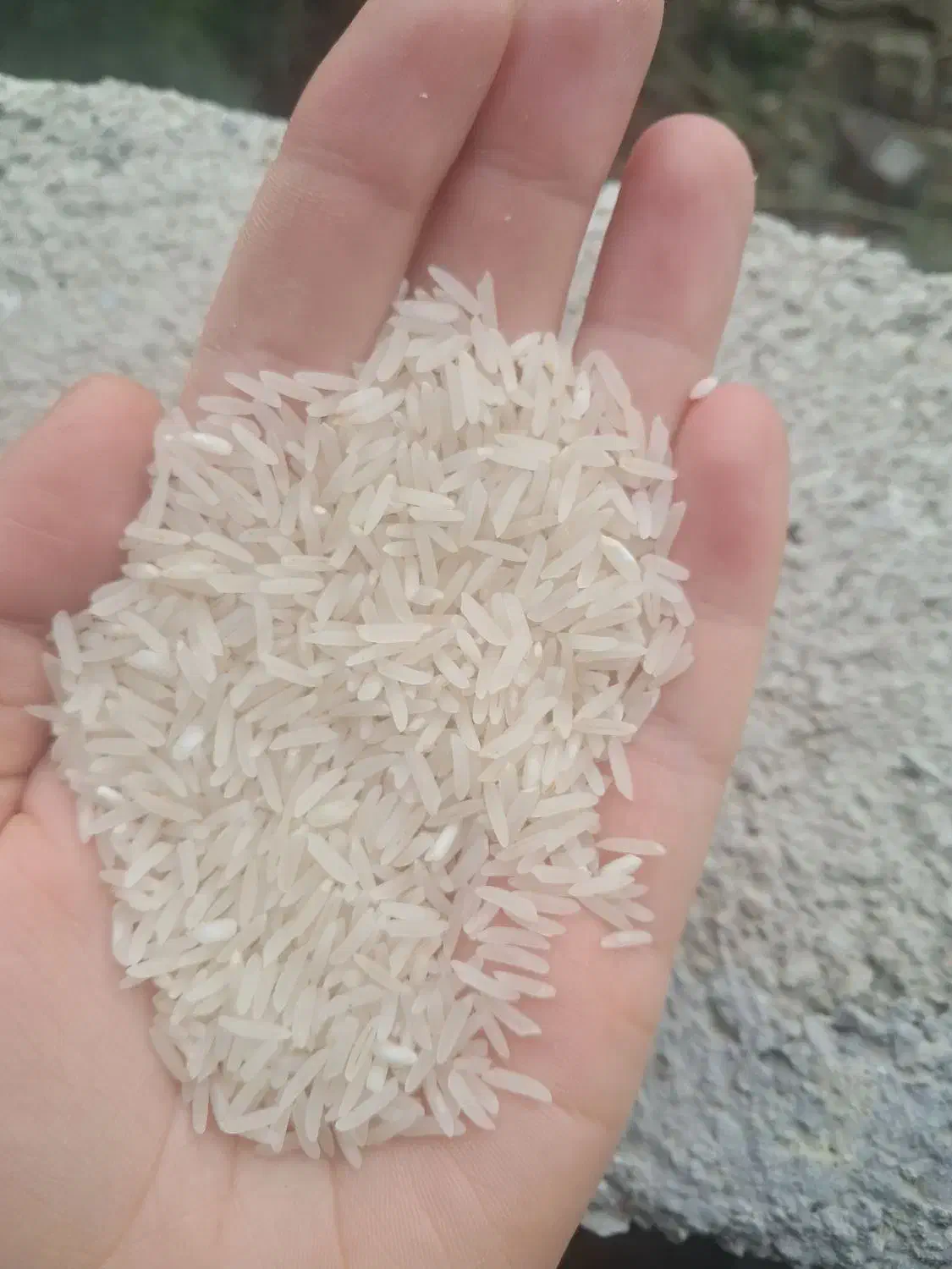 برنج طارم امساله|خوردنی و آشامیدنی|کردکوی, |دیوار