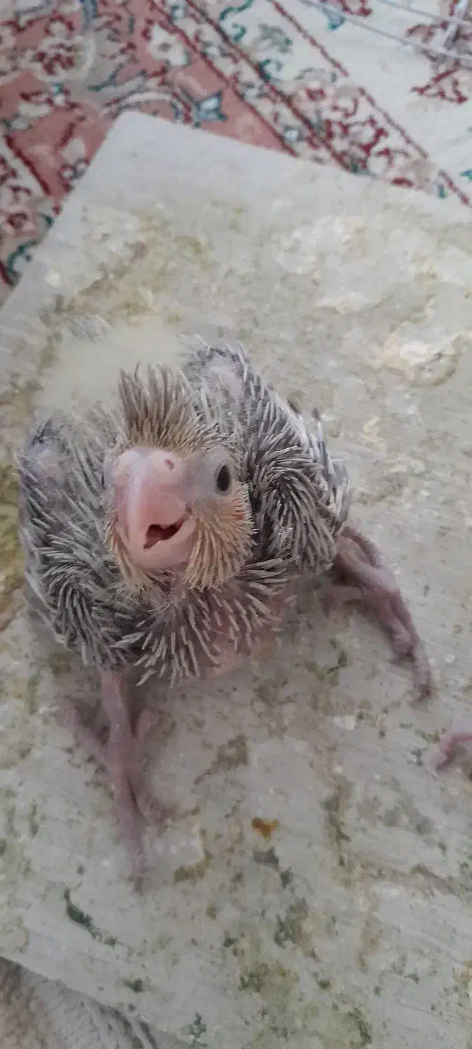 جوجه عروس هلندی|پرنده|ملایر, |دیوار