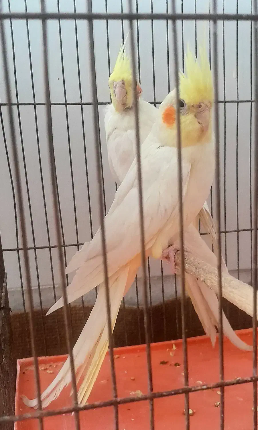 تعدادی عروس هلندی جفت مولد لوتینو و سینامون|پرنده|حبیب آباد, |دیوار