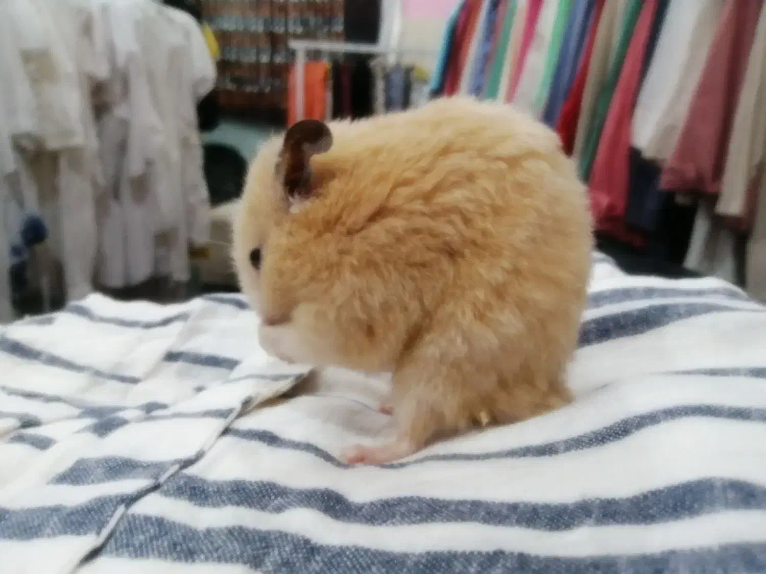 همستر|موش و خرگوش|گرگان, |دیوار