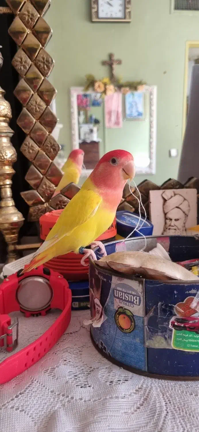 طوطی برزیلی|پرنده|ری, فیروزآبادی|دیوار