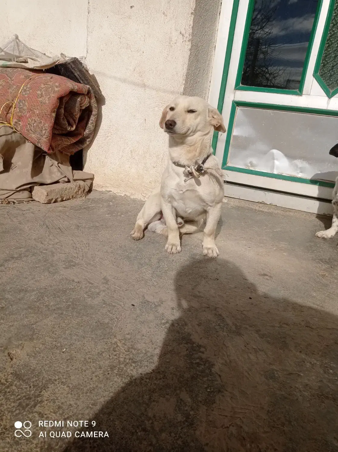 سگ پا کوتاه|سگ|کرمانشاه, |دیوار