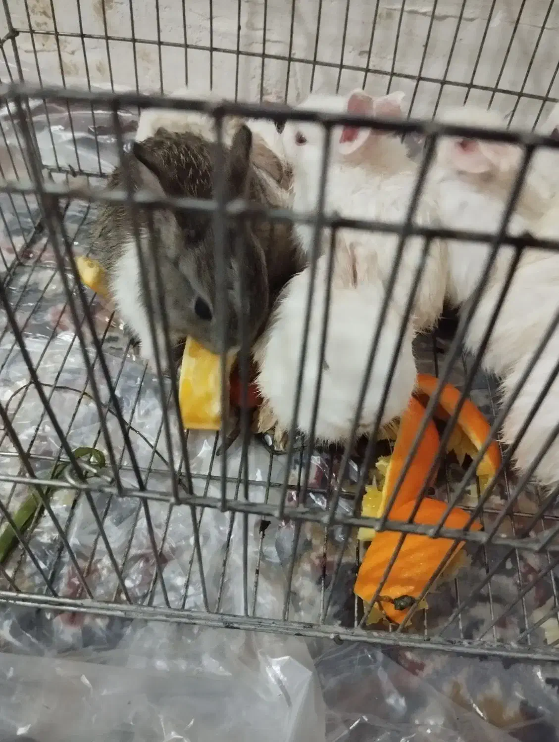 فروش خرگوش|موش و خرگوش|یاسوج, |دیوار