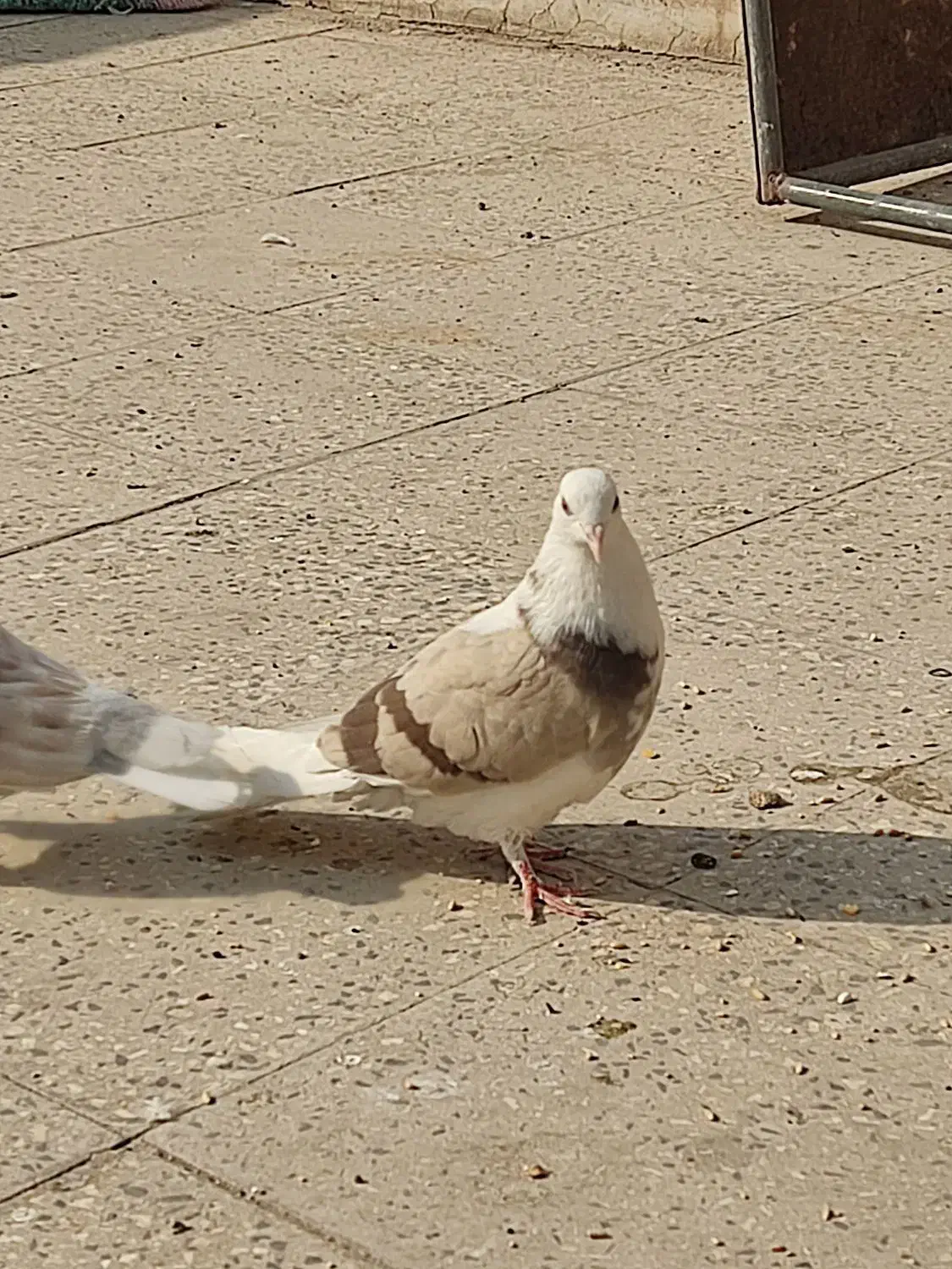 کفتر هما|پرنده|پاکدشت, پاکدشت (مامازند)|دیوار