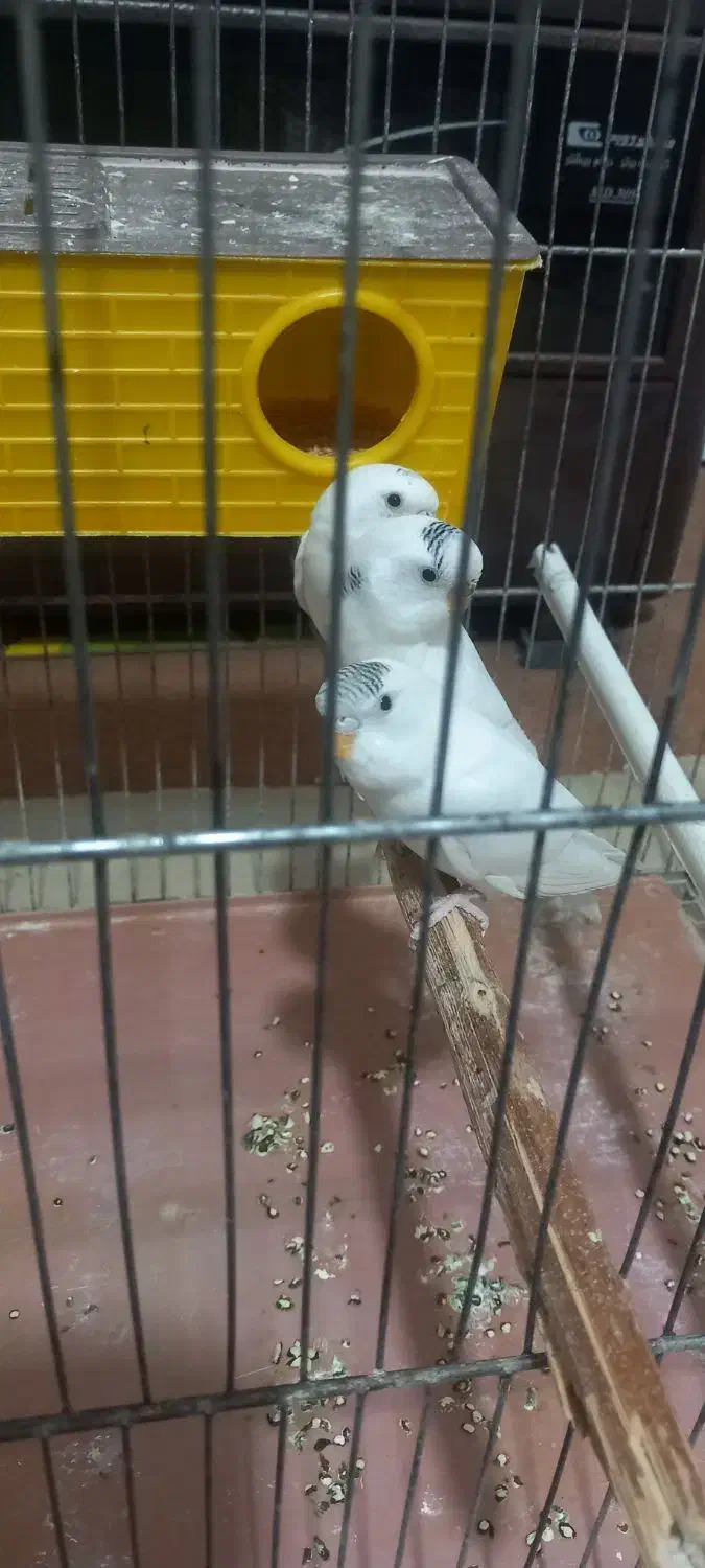 خرگوش و مرغ عشق با قفس|پرنده|شباب, |دیوار