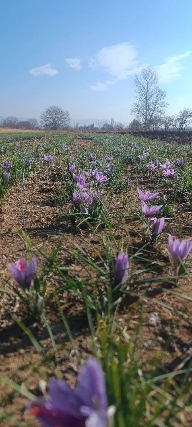 فروشه زعفران تازه واسه امسال|عمدهفروشی|خرمدره, |دیوار