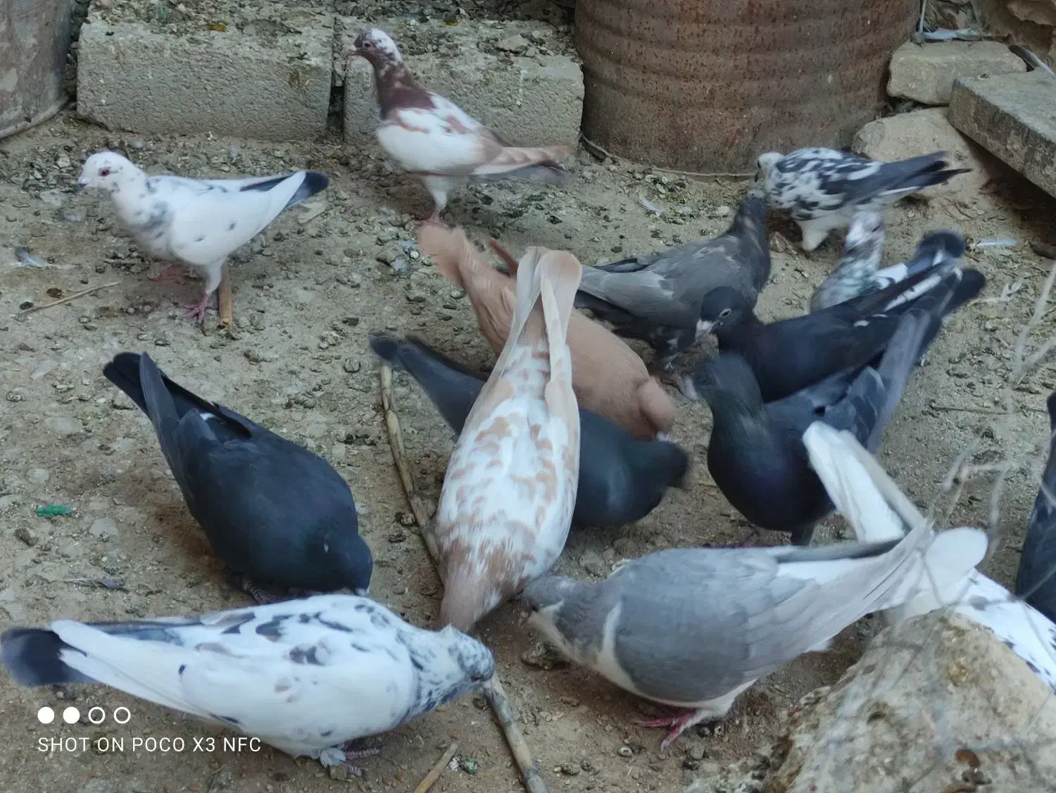 فروش یا معاوضه کبوتر با پرنده|پرنده|فیروزآباد (فارس), |دیوار