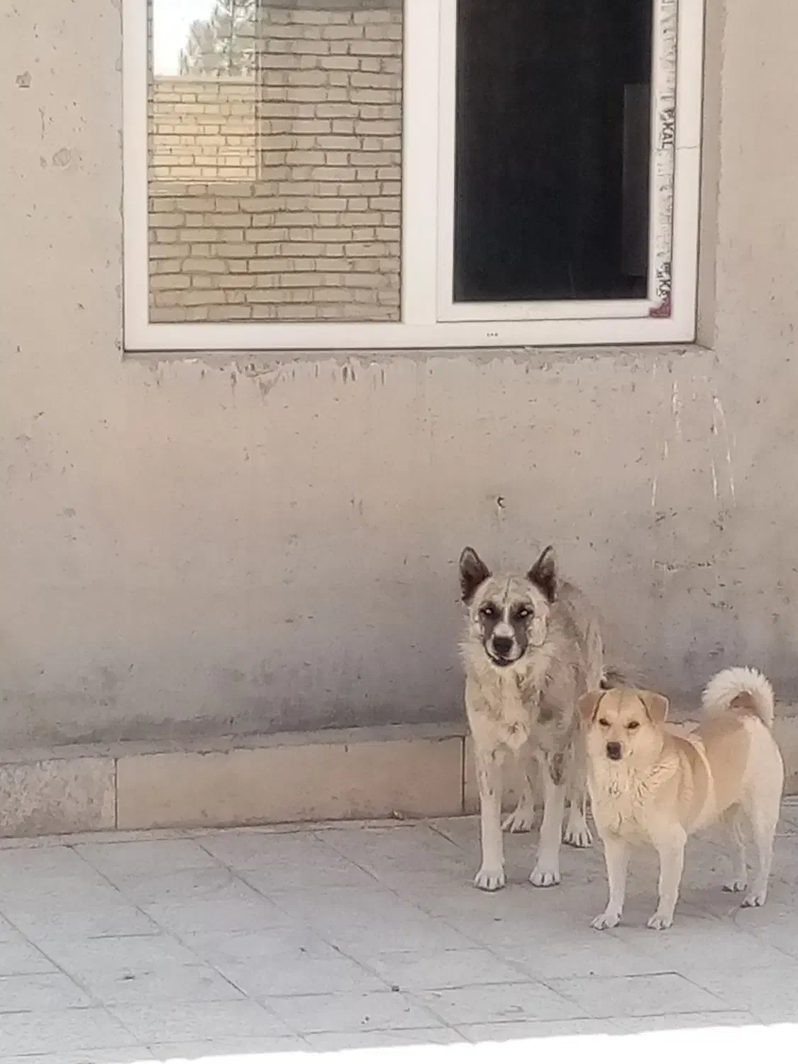 واگذاری 2تاسگ نژاددار|سگ|معصومیه, |دیوار