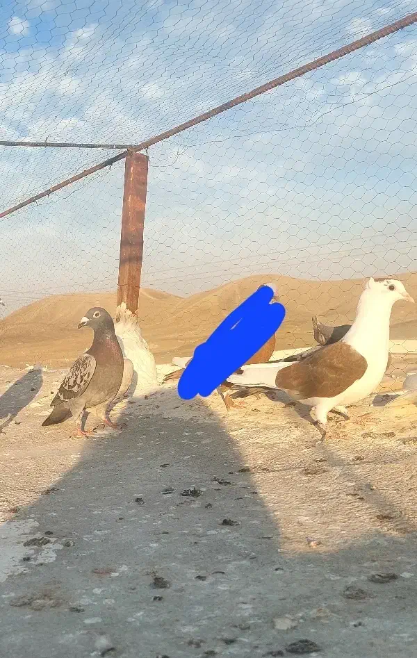 کبوتر|پرنده|سراوان, |دیوار