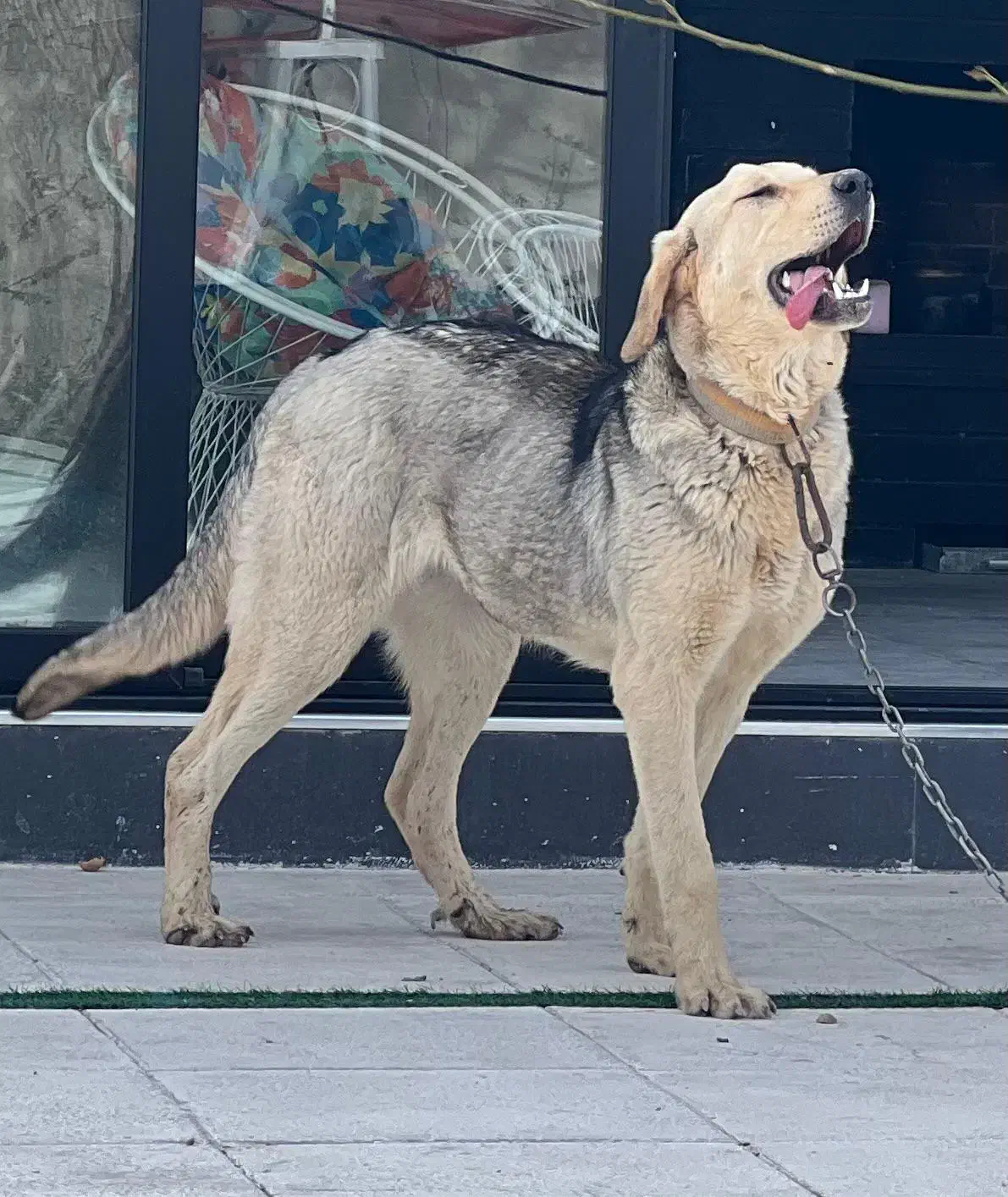 سگ گمشده|حیوانات|ارومیه, |دیوار