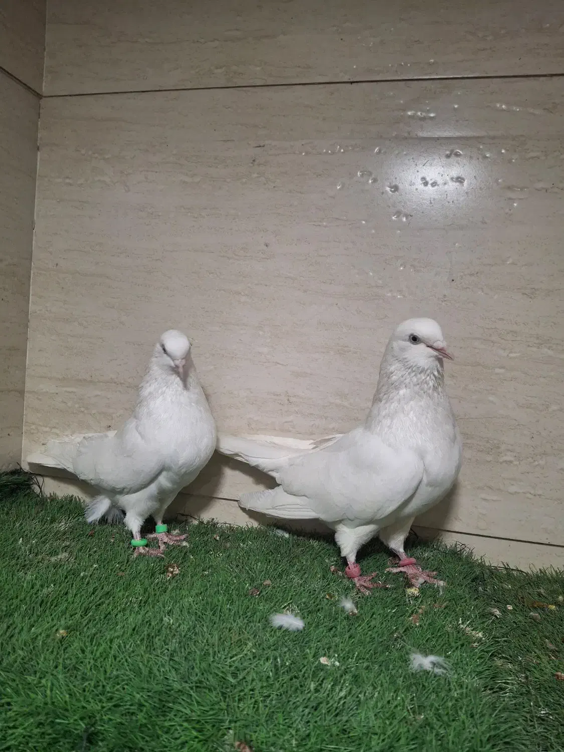 کبوتر سفید اراکی و بمبویی هندی بندر دیلم|پرنده|بندر ماهشهر, |دیوار