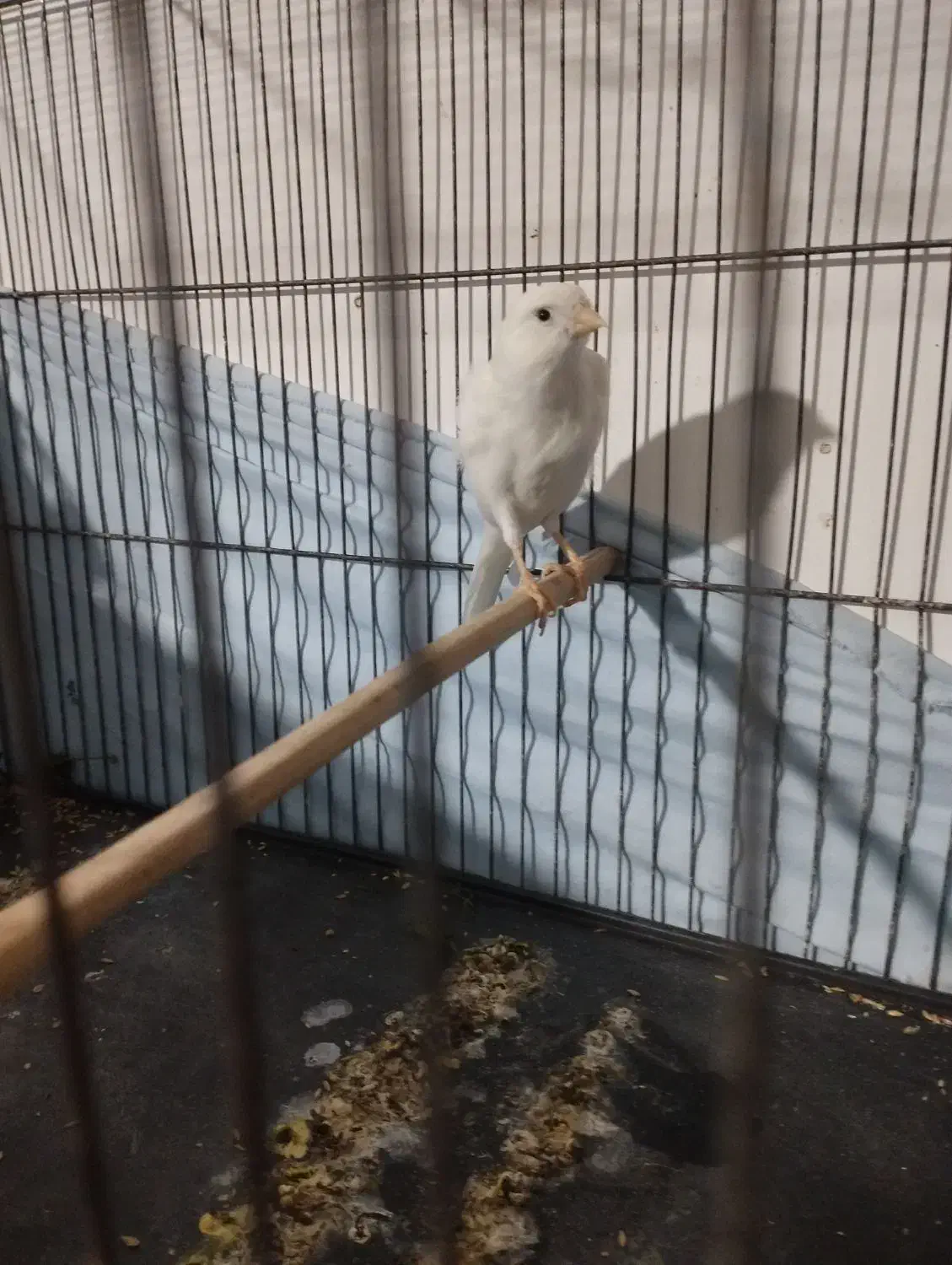 قناری نر مست|پرنده|بهارستان, |دیوار