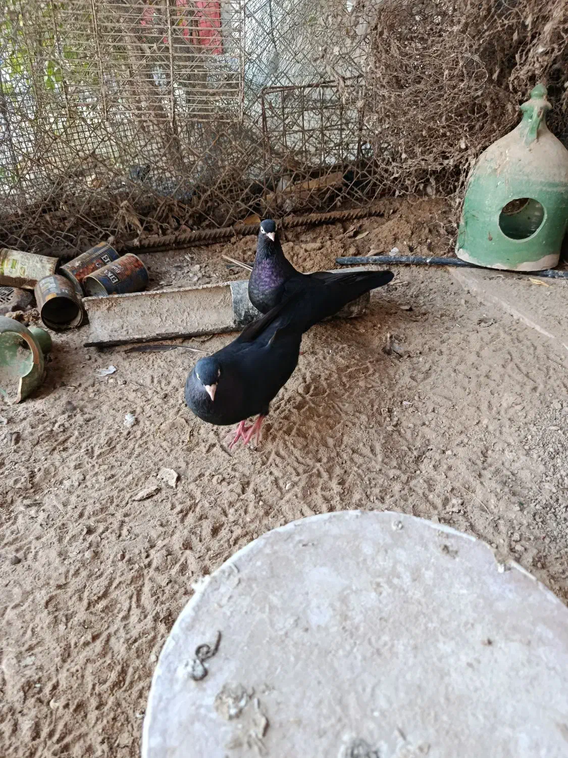 فروش زاغ چشم ونوک بندر لنگه|پرنده|بندرلنگه, |دیوار