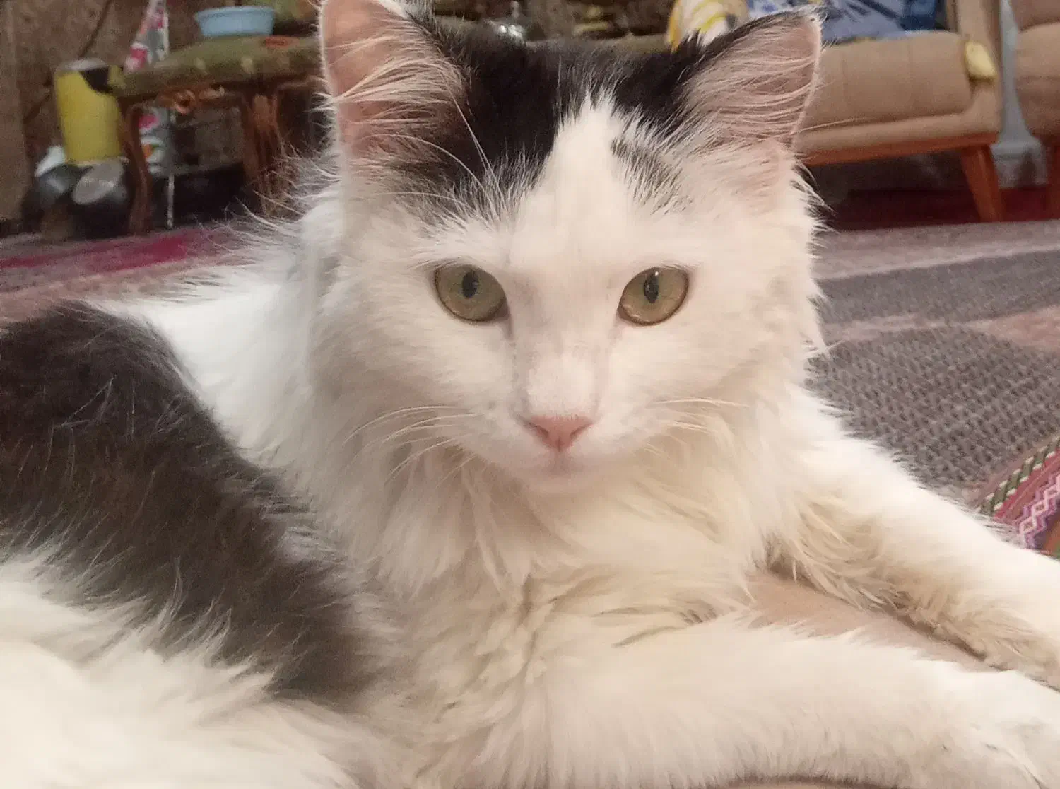 حیوانات|حیوانات|تبریز, |دیوار